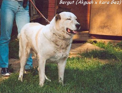 Bergut